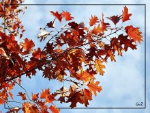 Drei Farben des Herbstes. Rot. / ***