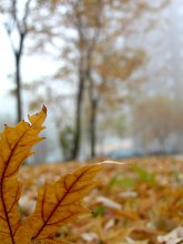 Kalte Herbst nebligen Tag / ***