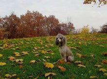 Porträt eines traurigen Hund auf einem Hintergrund von den bewölkten Herbst / ***