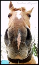 Und Sie HTO das? :) / ***