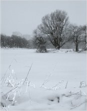 Snow # 2 / ***