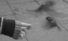Spatz / ***