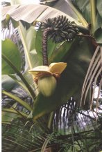 Abhaziya_Bananovoe_derevo / ***