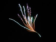 Fireworks. Fairy Blume / ***