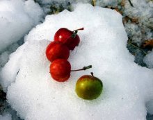 Äpfel im Schnee ... / ***