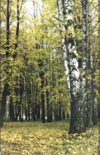 Lazare Nikolaus / ***