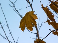 Herbst gelbe Blatt / ***