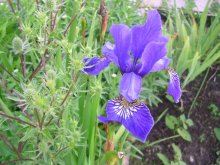 Das habe ich ... / ***