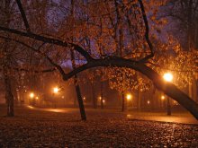 Nacht Nebel im Park / ***
