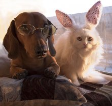 Ohne pontovoe Foto von einem schweren Hund und Katze frivol ... / ***