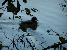 Botanic Gardens - Ente / ***