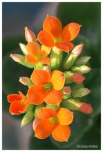 Blume Nummer 2 / ***