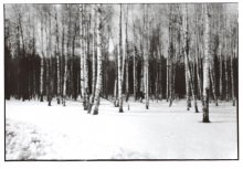 Russland. Birkenwald im Winter / ***