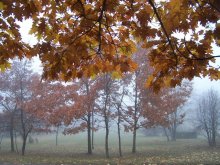 Nebel im Park / ***