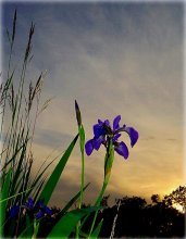 Wildblumen Muskoka / ***