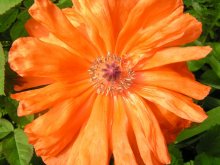 Mohn / ***