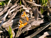 Und Winterquartier ... / no photoshop))