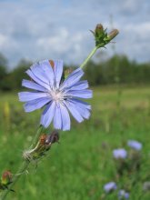 nur eine Blume / ***