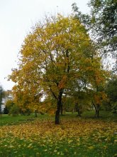 Herbst Motiv / ***