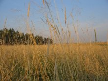 Belarussischen Landschaft / ***