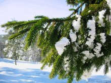 Winter-Tanne / ***