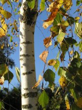 über die Herbst-Saison / ***