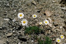 Gänseblümchen in den Bergen / ***