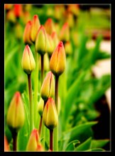 - tulip guards - / ***