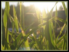 Gras / ***