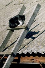 einäugigen Wächter / ***