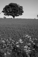 Eiche und Blumenwiese / ***