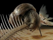 Über verschiedene Leckereien ... aus der Sicht der Cochlea / ***