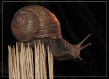 Balancing-Guru / ***