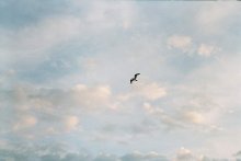 Bird of Pray / Fly in hight.. (c)The Doors