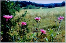 Wiesenblumen / ***