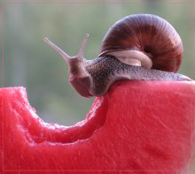 Watermelon Schnecke / ***