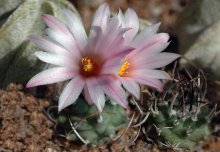 Turbinicarpus roseiflorus / ***