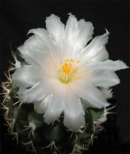 Turbinicarpus lophophoroides / ***