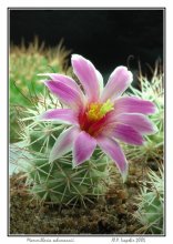 Mammillaria schumannii / ***