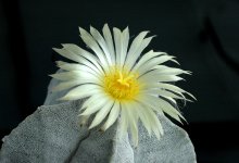 Astrophytum myriostigma / ***