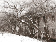 Winterschlaf / ***