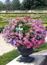 Ich gratuliere allen Frühling! / ***