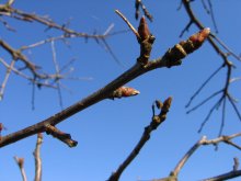 Der Frühling kommt / ***