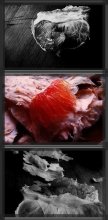 Obst / ***