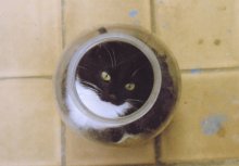 Die Katze in der Bank / ***