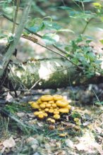 Pilze / ***