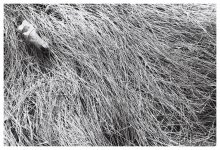 ... Zu Hause ... / ***