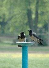 Am Brunnen / ***
