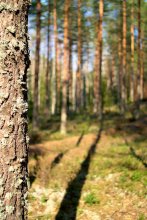 Einladung zum Wald / ***