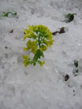 durch den Hagel / ***